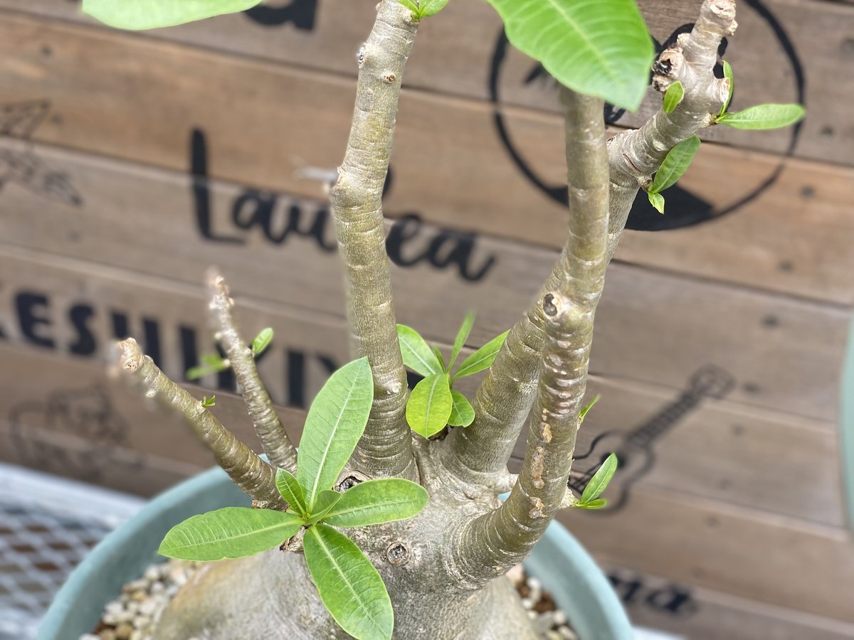 【貴重】【多枝】アデニウム•ソコトラナム アデニウム タイ ソコトラナム | Green Enchant【コーデックス