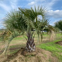 Butia yatay】ココスヤシ | ACE GARAGE 8 - BACK YARD -