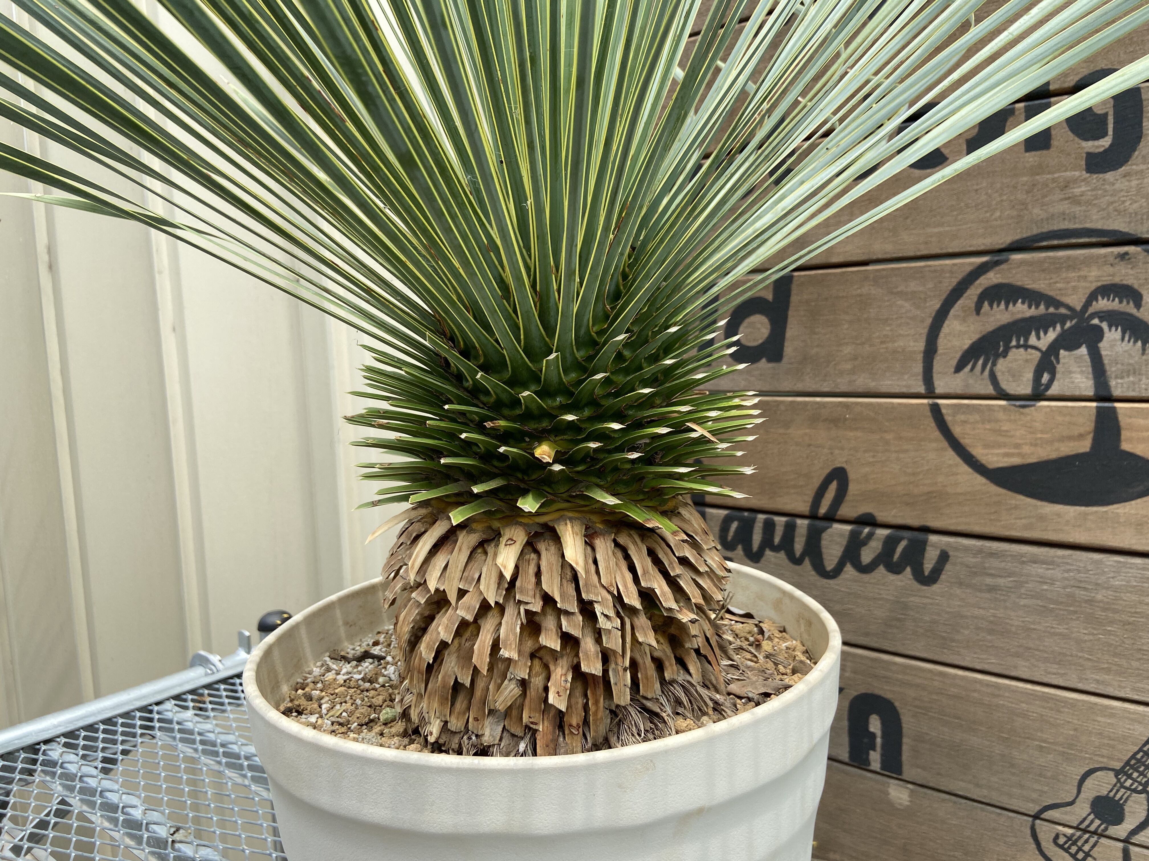 Yucca rostrata】ユッカ・ロストラータ | ACE GARAGE 8 - BAC