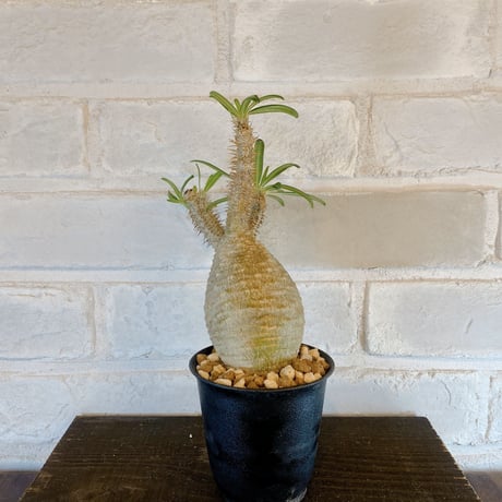 【Pachypodium gracilius】パキポディウム・グラキリス