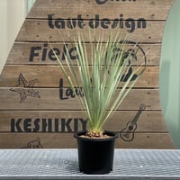 【Yucca rostrata】ユッカ・ロストラータ