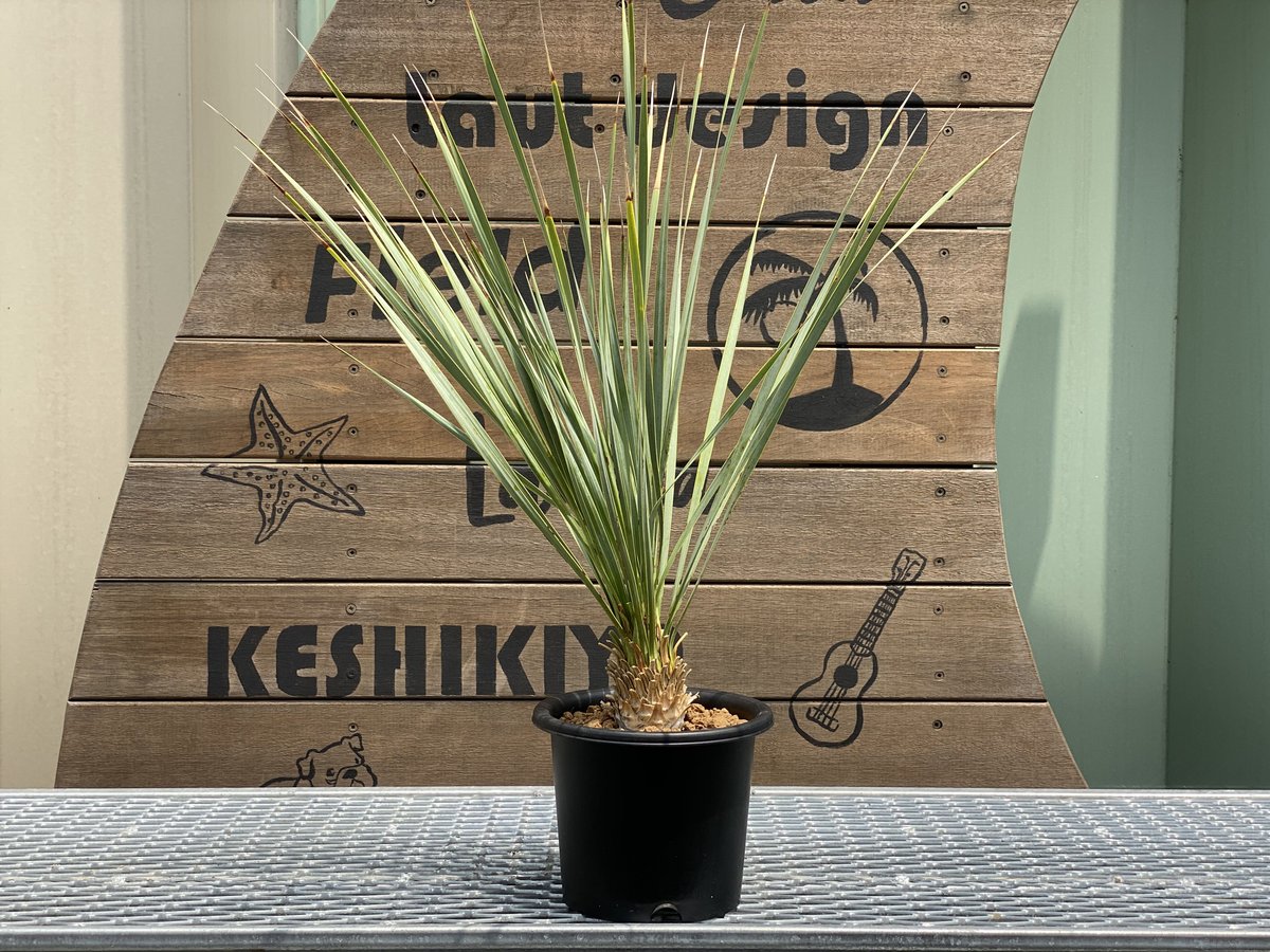 Yucca rostrata】ユッカ・ロストラータ | ACE GARAGE 8 - BAC Yucca rostrata】ユッカ・ロストラータ | ACE GARAGE 8 - BAC
