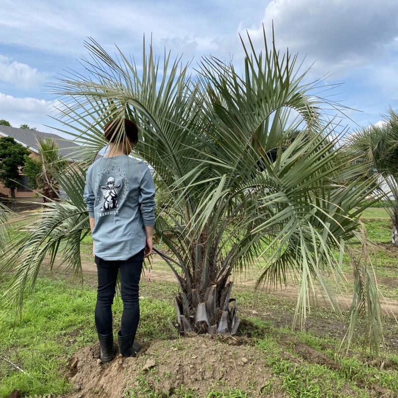 処分価格！】ココスヤシ 観葉植物 シンボルツリー - 群馬県のその他