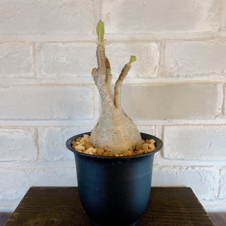 【Pachypodium gracilius】パキポディウム・グラキリス