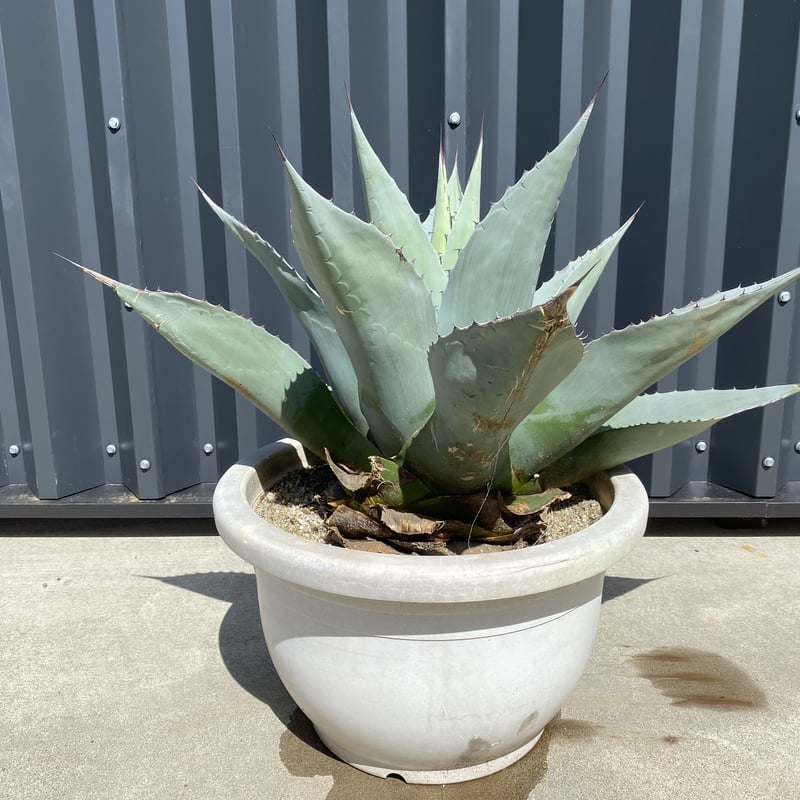 公式の店舗 アガベオバティフォリア｜Agave ovatifolia アガベ ...