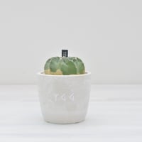 【Echinopsis Fuzzy Cactus Plant】エキノプシス