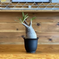 【Pachypodium gracilius】パキポディウム・グラキリス