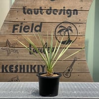 【Yucca rostrata】ユッカ・ロストラータ