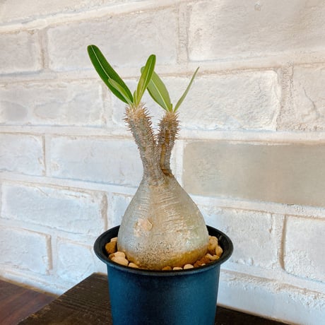 【Pachypodium gracilius】パキポディウム・グラキリス