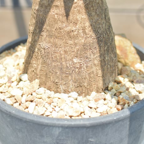 【Yucca elephantipes】ユッカ・エレファンティペス┊ユッカ・マヤツリー