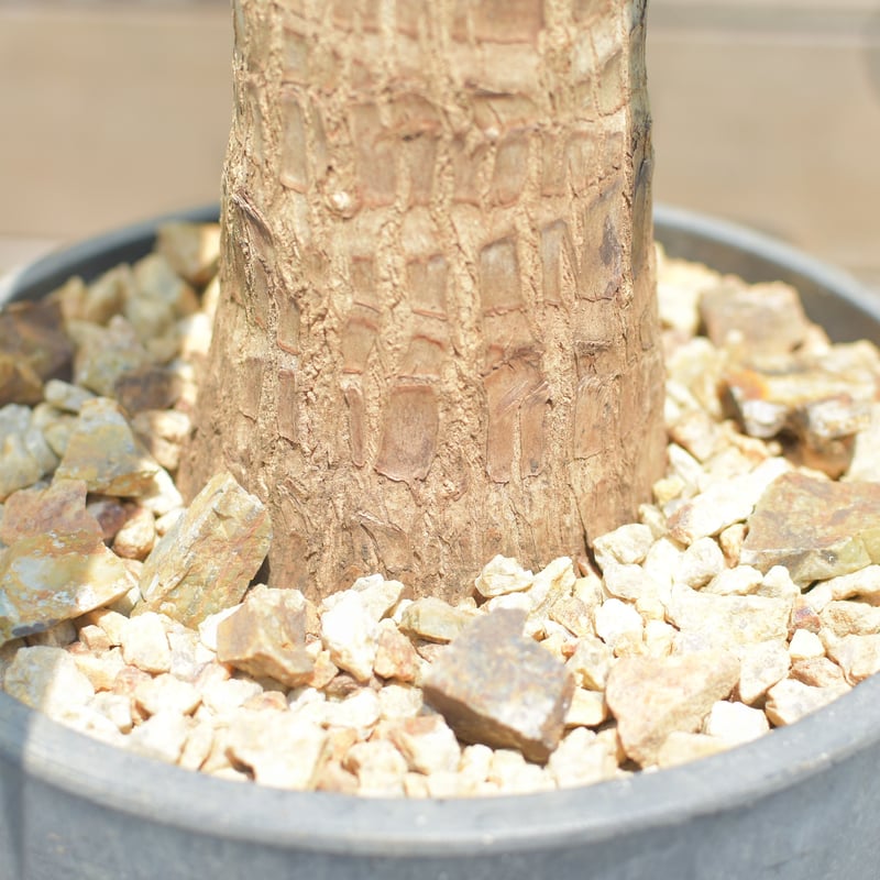 Yucca elephantipes】ユッカ・エレファンティペス┊ユッカ・マヤツリー