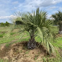 ★現地引渡し限定★ココスヤシ★100センチ★ ☆現地引渡し限定☆ココスヤシ☆100センチ☆