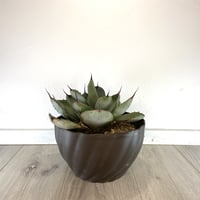 【Agave parryi var. truncata】アガベパリートランカータ