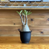 【Pachypodium gracilius】パキポディウム・グラキリス