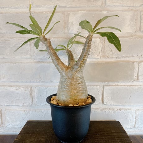 【Pachypodium gracilius】パキポディウム・グラキリス