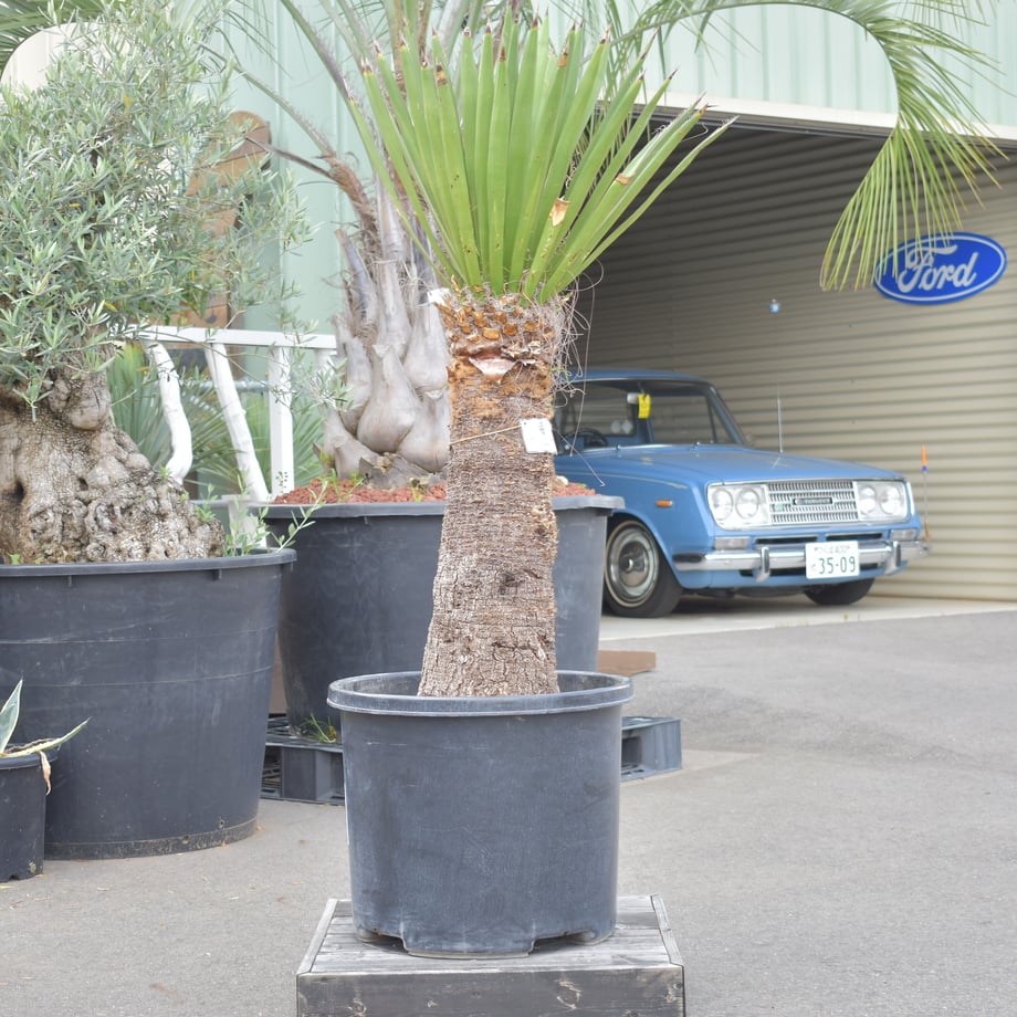 【Yucca carnerosana】ユッカ・カルネロサーナ ACE GARAGE 8