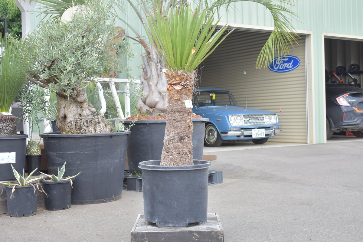ユッカ　カルネロサーナ Yucca carnerosana】ユッカ・カルネロサーナ | ACE GARAGE 8 -