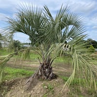 【Butia yatay】ココスヤシ