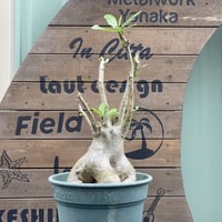 【Adenium socotranum】アデニウム・ソコトラナム