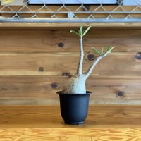 【Pachypodium gracilius】パキポディウム・グラキリス
