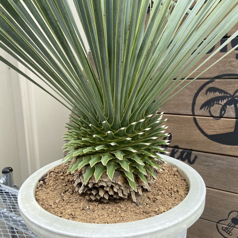 あす楽対応】 ユッカ ロストラータ 約:70cm【Yucca rostrata 】244352 