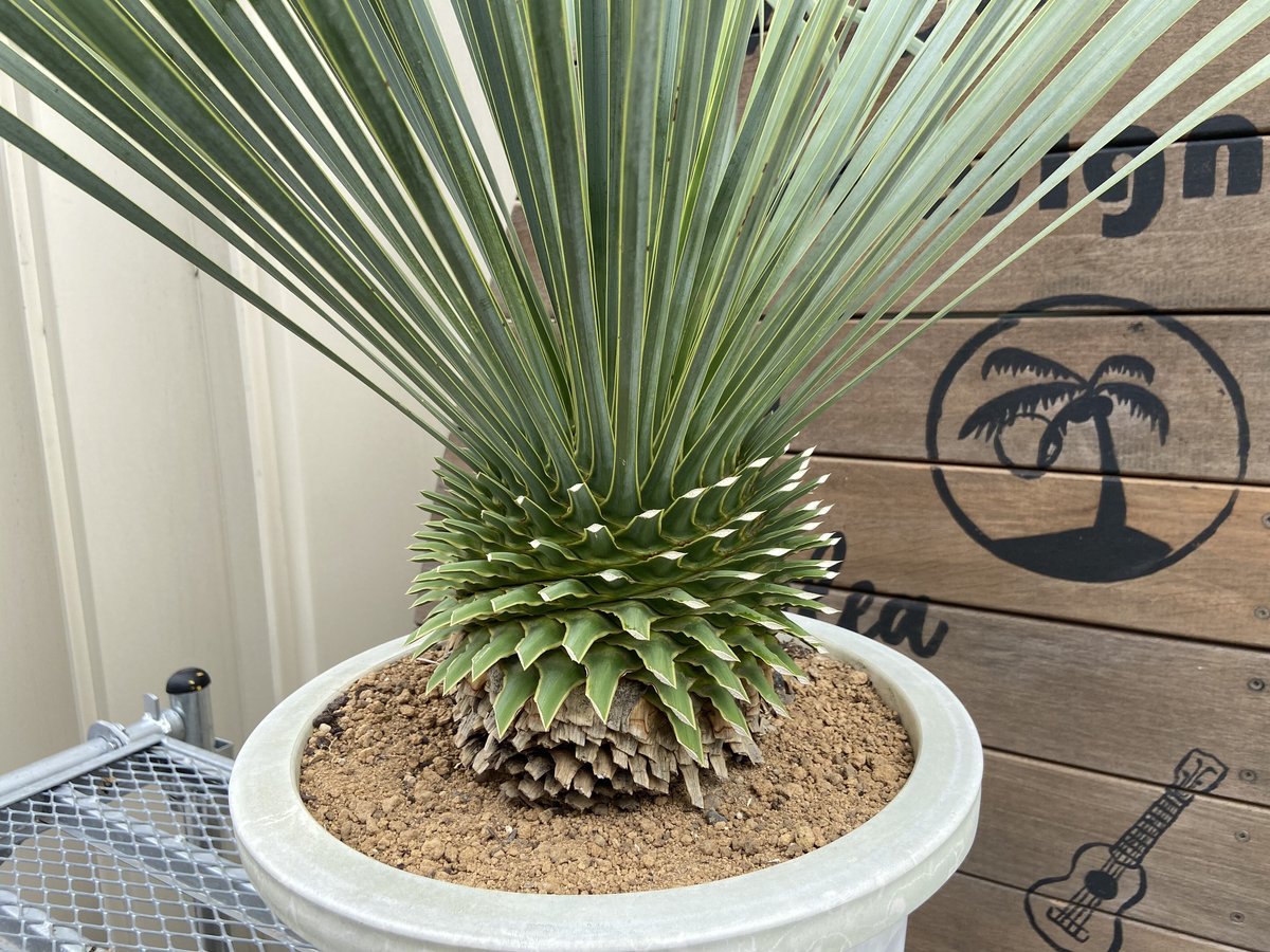 ユッカ ロストラータ Yucca rostrata №34