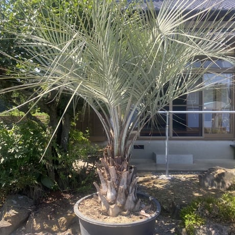【Butia yatay】ココスヤシ