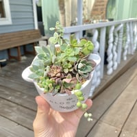 【Succulents】多肉植物寄せ植え