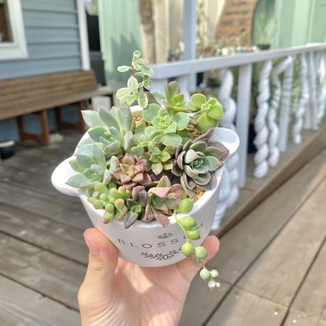 【Succulents】多肉植物寄せ植え
