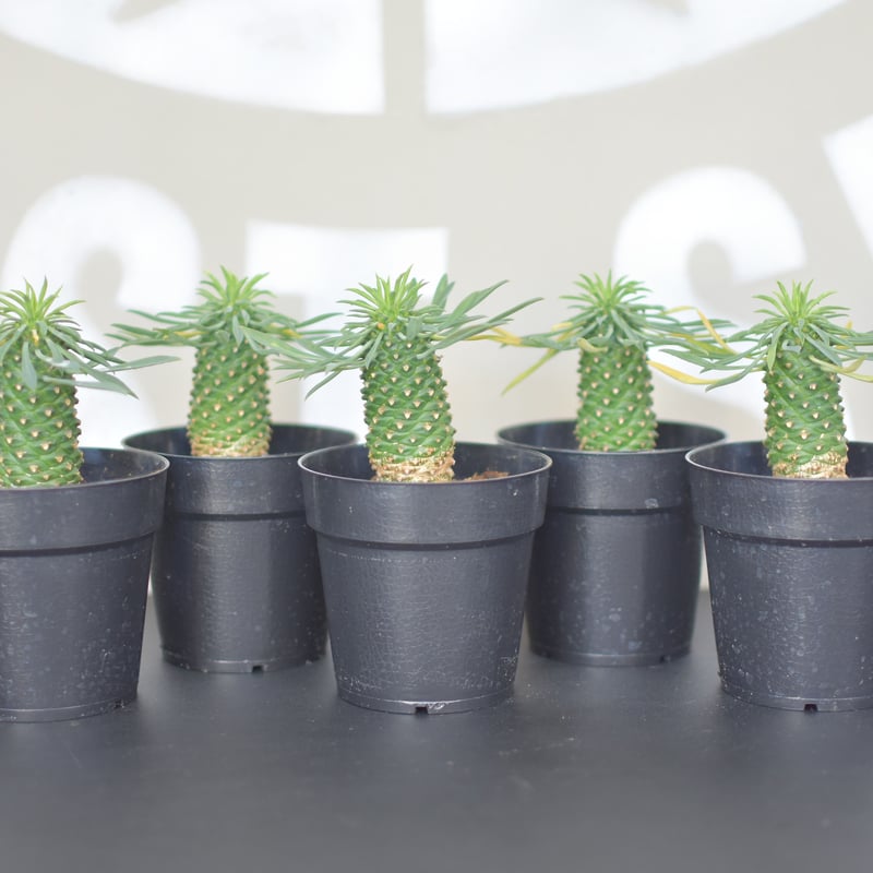 Euphorbia bupleurifolia】ユーフォルビア・ソテツキリン | ACE G