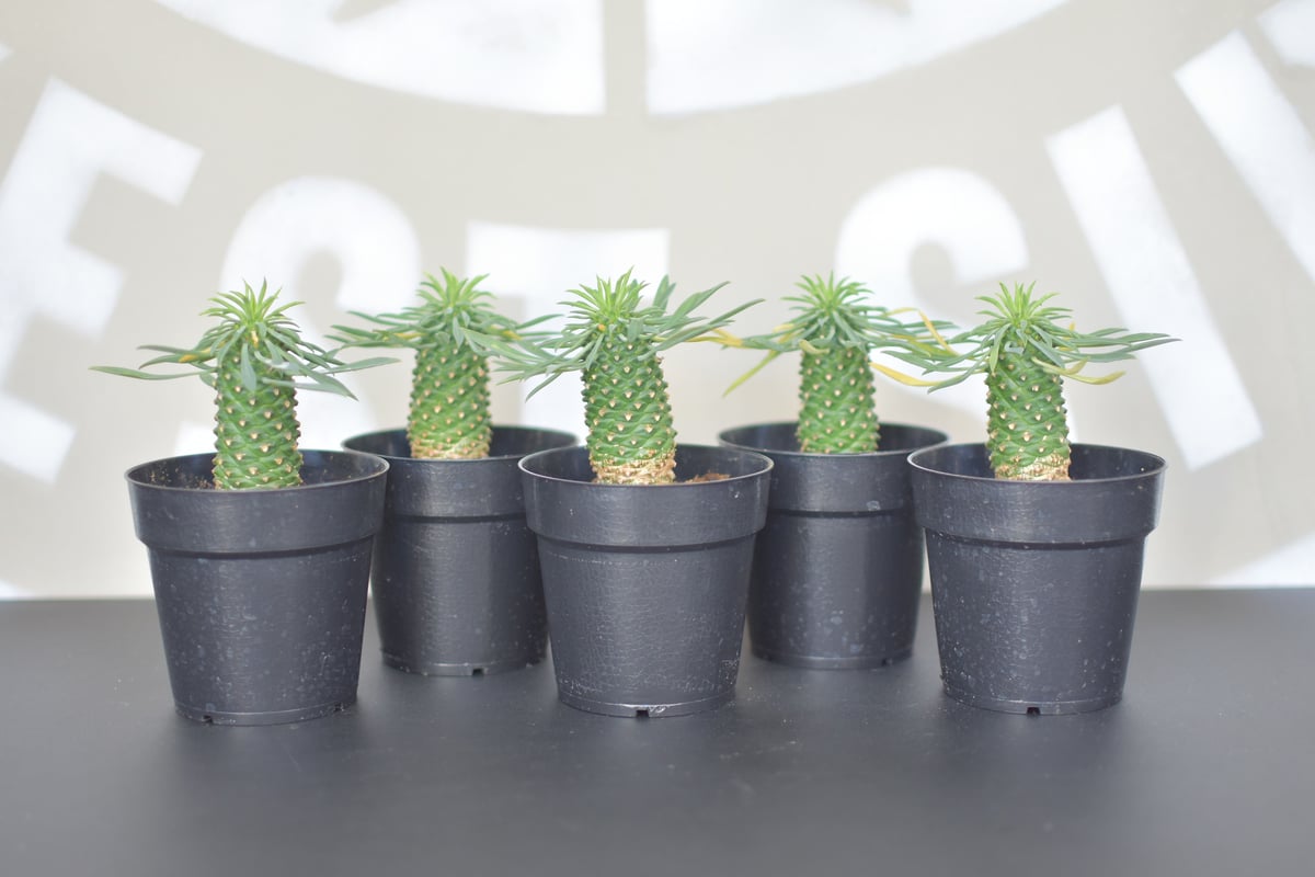 Euphorbia bupleurifolia】ユーフォルビア・ソテツキリン | ACE G