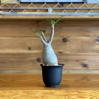 【Pachypodium gracilius】パキポディウム・グラキリス