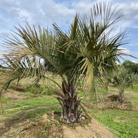 【Butia yatay】ココスヤシ