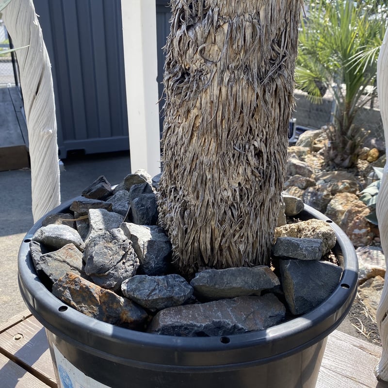 Yucca rostrata】ユッカ・ロストラータ | ACE GARAGE 8 - BAC Yucca rostrata】ユッカ・ロストラータ | ACE GARAGE 8 - BAC