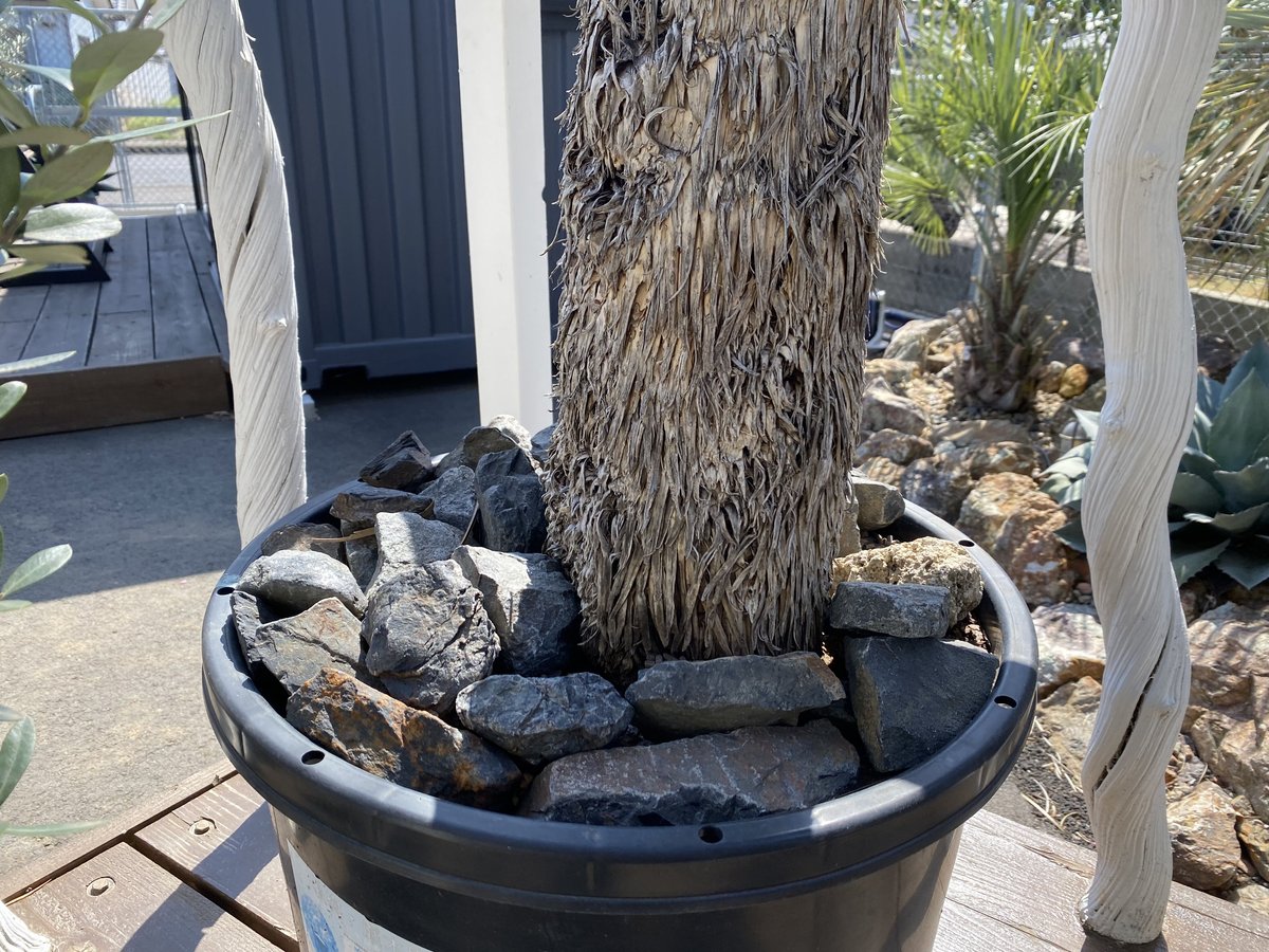 ユッカ　ロストラータ　TR37　発根済 Yucca rostrata】ユッカ・ロストラータ | ACE GARAGE 8 - BAC