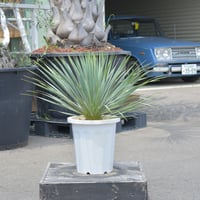 Yucca carnerosana】ユッカ・カルネロサーナ | ACE GARAGE 8 -
