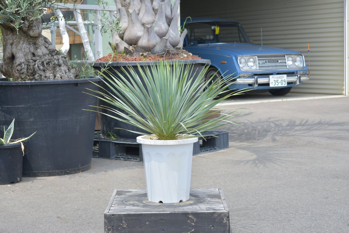 Yucca rostrata】ユッカ・ロストラータ | ACE GARAGE 8 - BAC