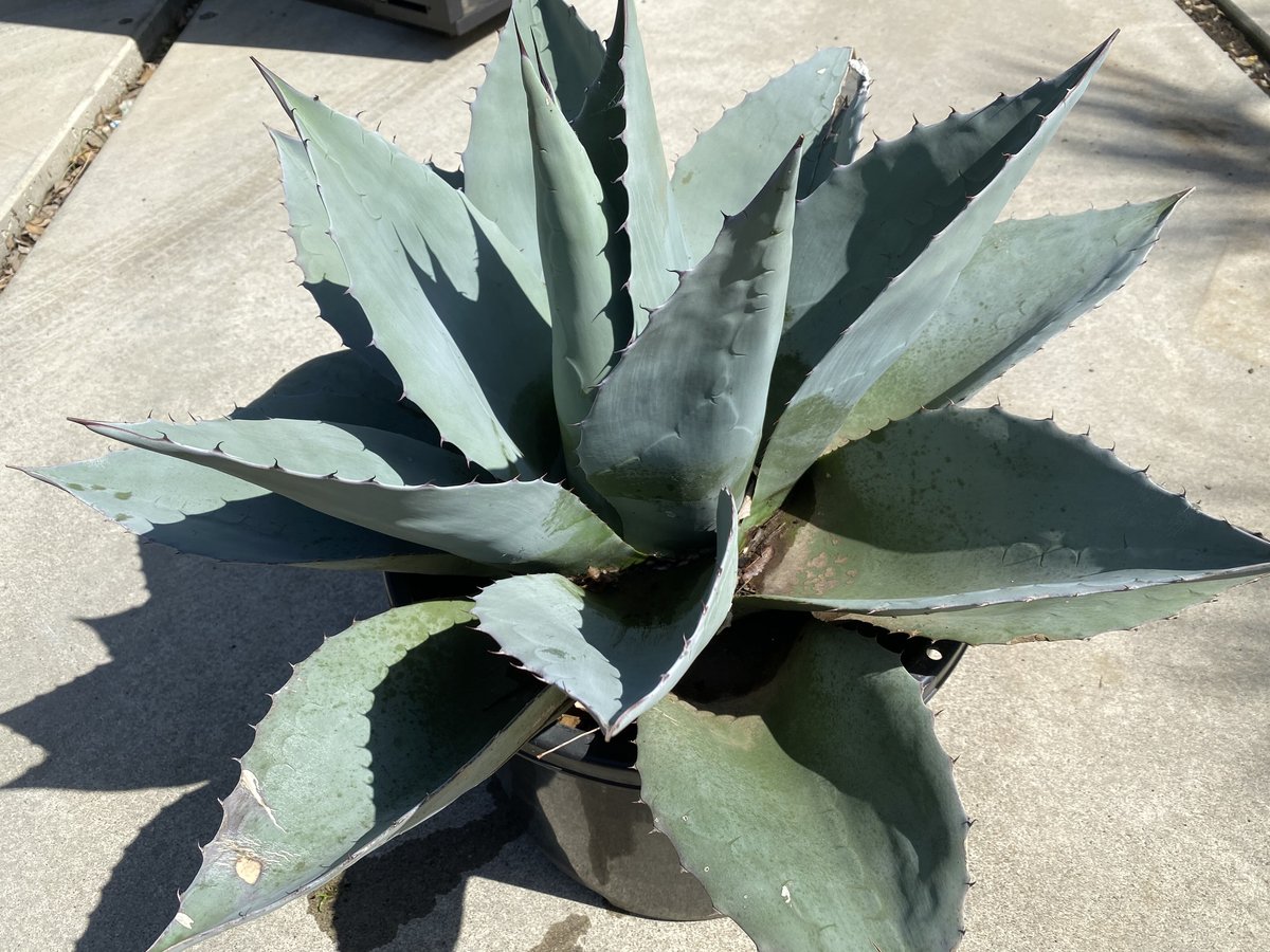残僅か Agave ovatifolia 'Moby' アガベ オバティフォリア 残僅か