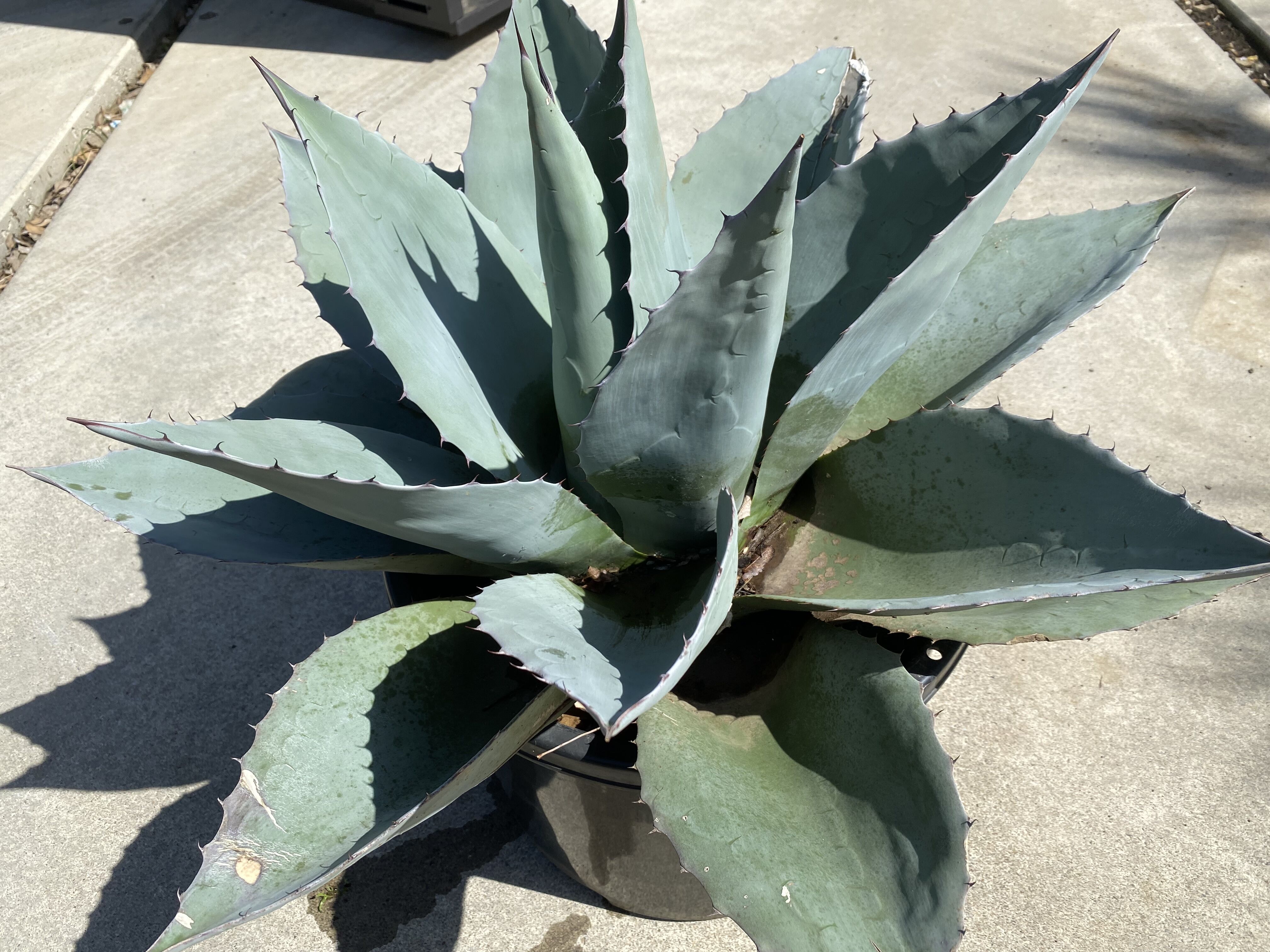 Agave ovatifolia】アガベ・オバティフォリア | ACE GARAGE 8 -
