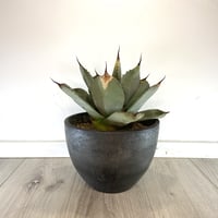 Agave parryi var. truncata】アガベパリートランカータ | ACE
