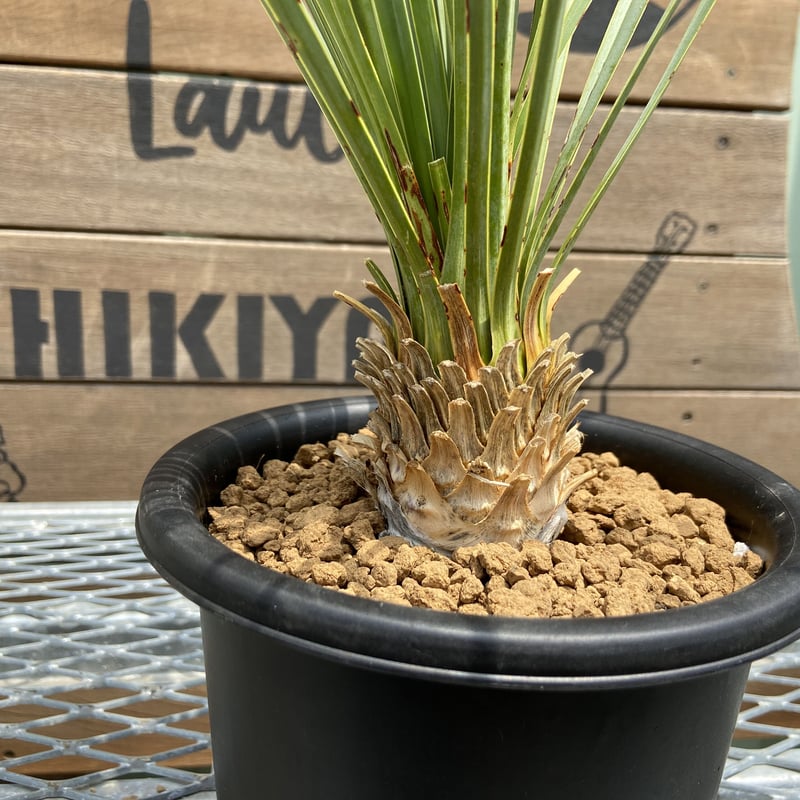 ユッカ　ロストラータ　抜き苗 ユッカ ロストラータ 6苗 抜き苗