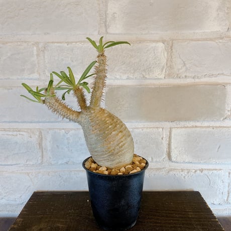 【Pachypodium gracilius】パキポディウム・グラキリス