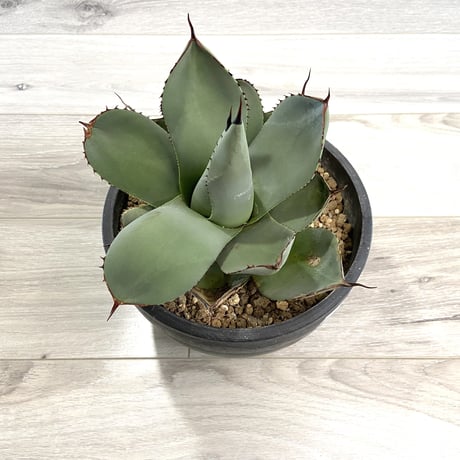 【Agave parryi var. truncata】アガベパリートランカータ