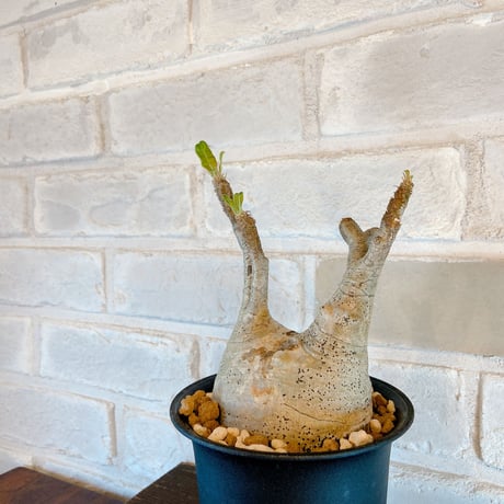 【Pachypodium gracilius】パキポディウム・グラキリス