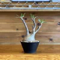 【Pachypodium gracilius】パキポディウム・グラキリス