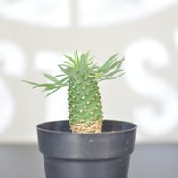 【Euphorbia bupleurifolia】ユーフォルビア・ソテツキリン