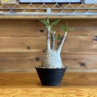 【Pachypodium gracilius】パキポディウム・グラキリス