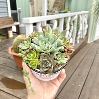 【Succulents】多肉植物寄せ植え