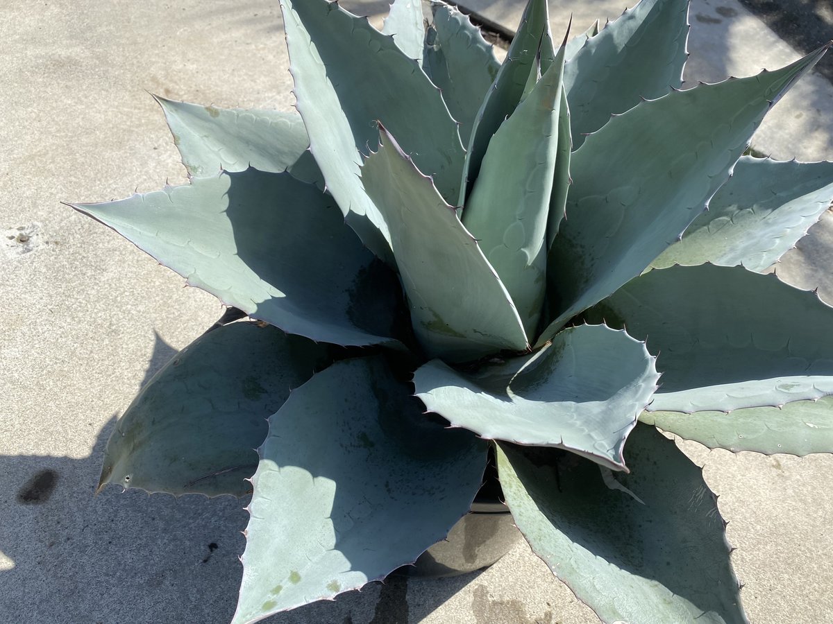 残僅か Agave ovatifolia 'Moby' アガベ オバティフォリア 残僅か Agave ovatifolia 'Moby' アガベ オバティフォリア