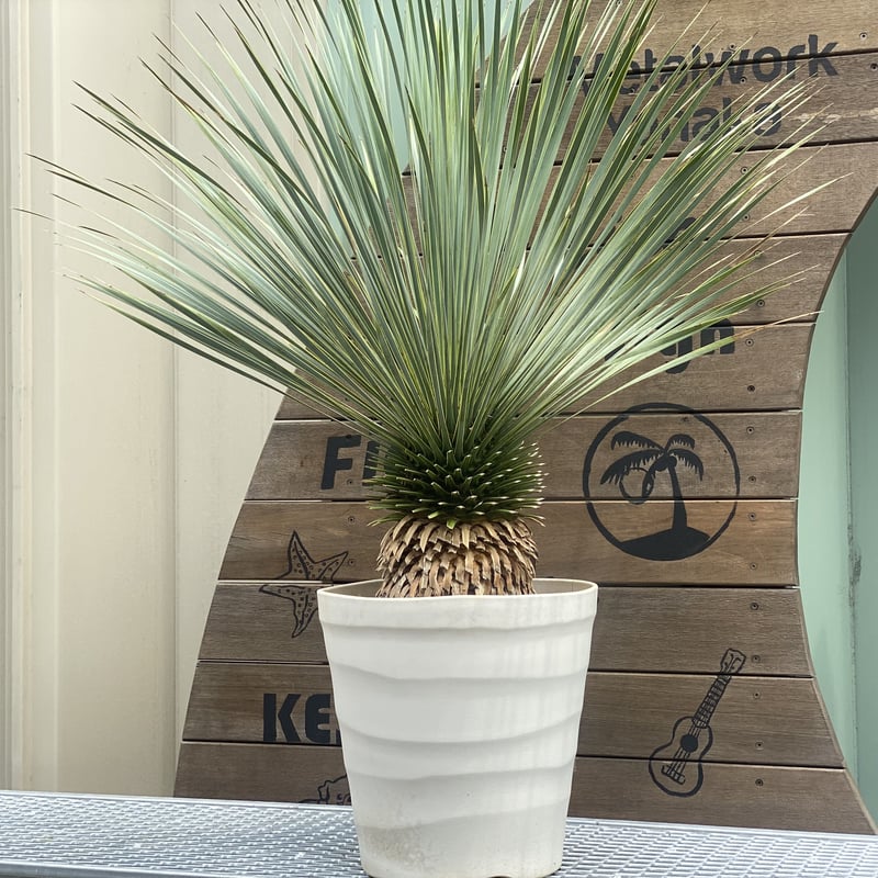 Yucca rostrata】ユッカ・ロストラータ | ACE GARAGE 8 - BAC Yucca rostrata】ユッカ・ロストラータ | ACE GARAGE 8 - BAC